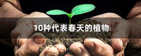 春天代表物|10种代表春天的植物